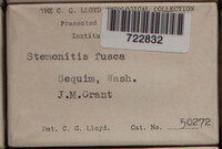 Stemonitis fusca image